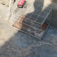 قفس|لوازم جانبی حیوانات|امیدیه, |دیوار