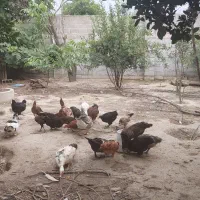 مرغ و خروس و نیمچه