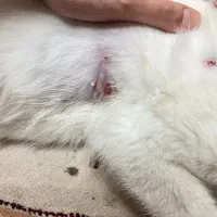 واگذاری فوری رایگان گربه|گربه|رشت, جهاد|دیوار