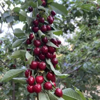 باغ|فروش زمین و ملک کلنگی|سنقر, |دیوار