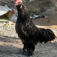 فروش تخم مرغ نطفه دار مرندی پاپر مشکی