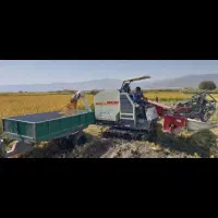 برنج کامفیروزی درجه یک به شرط پخت|خوردنی و آشامیدنی|شیراز, حومه شیراز|دیوار