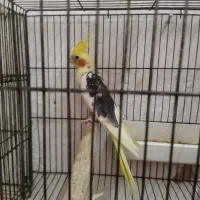 طوطی عروس ابلغ نر|پرنده|رشت, قاسمیه|دیوار