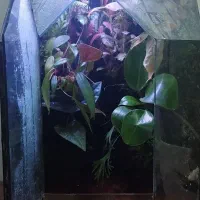 پالاداریوم جنگلی