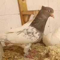 کله قهوه ای