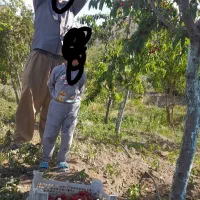 باغ مثمر|فروش زمین و ملک کلنگی|سبزوار, کراب|دیوار