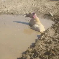 ماده سرابی|سگ|خوی, |دیوار