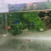 ماهی آکواریومی