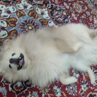 سگ پامیرین عروسکی