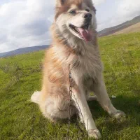 سگ هاسکی|سگ|گرمی, |دیوار