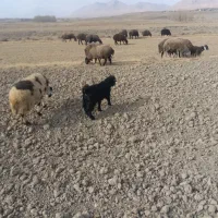 بز غاله بره میش