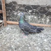 کفتر صید دانه ۱۵۰