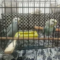 یک جفت مرغ عشق