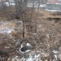 زمین مسکونی نیر