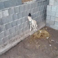 سگ سراب چهار ماهه ماده ۵۰۰ فوری