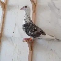 کفتر