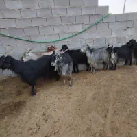 بز.کهره .میش