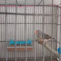 فنچ|پرنده|ملارد, |دیوار