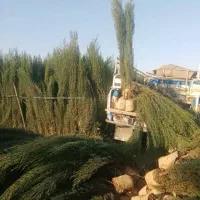 درخت و گل|خدمات باغبانی و درختکاری|شیراز, شهرک مهدیه|دیوار