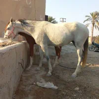 اسب و تجهیزات اسب
