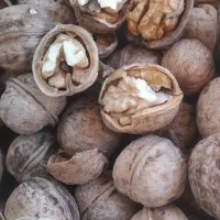 گردو|خوردنی و آشامیدنی|نیشابور, مازول|دیوار