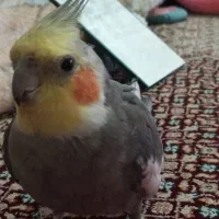 عروس هلندی سخنگو