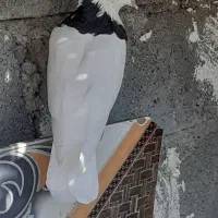 کفتر|پرنده|کهنوج, |دیوار