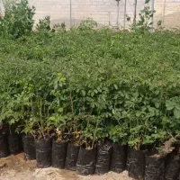 گل‌‌محمدی‌‌گلابگیری‌کاشان