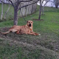 سگ سرابی ۲ ساله