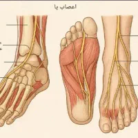 آموزش کاربر ماساژ بانوان