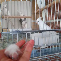 گرینچیک و عروس هلندی|پرنده|ماکو, |دیوار