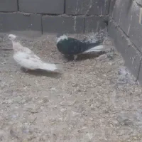 دم سفیدخشگل