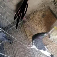 کبوتر شهرضا|پرنده|شهرضا, |دیوار