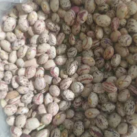 لوبیا چیتی لرستان به شرط پخت و تمیزی یک حبوبات|خوردنی و آشامیدنی|اسلام‌شهر, شهرک سعیدیه|دیوار