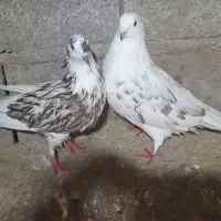 کبوتر|پرنده|رشت, حومه رشت|دیوار