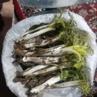 کنگر درجه یک