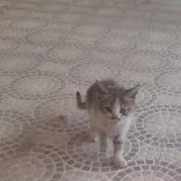 بچه گربه|گربه|ساوه, |دیوار