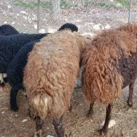 گوسفند داشتی|حیوانات مزرعه|فیروزآباد (لرستان), |دیوار