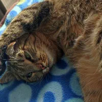 واگذاری رایگان  گربه DSH (بومی ـ خیابانی)