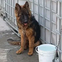 ژرمن شپرد نر اصیل یکساله