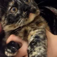 واگذاری گربه