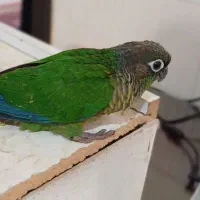 جفت طوطی گرینچیک مولد با تست|پرنده|خوی, |دیوار