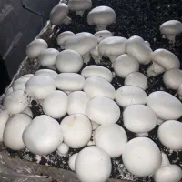 قارچ تازه درجه یک|خوردنی و آشامیدنی|دشت ذهاب, |دیوار