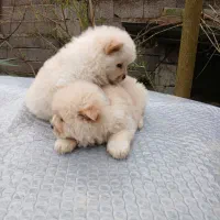 توله چاو چاو|سگ|سنگر, |دیوار