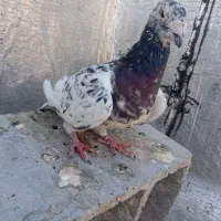 کفتر سرور نر