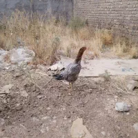مرغ و خروس لاری|حیوانات مزرعه|شیراز, گویم|دیوار