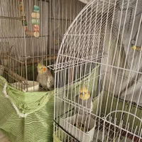 یک جفت عروس هلندی وعکس بچه هاشون