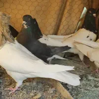 کبوتر کله ای|پرنده|مبارکه, |دیوار