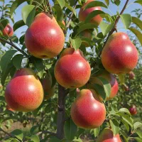 نهال بادام شاهرودی رشد سریع و مقاوم|خدمات باغبانی و درختکاری|خرمدره, |دیوار