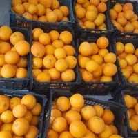 پرتغال تامسون مجلسی